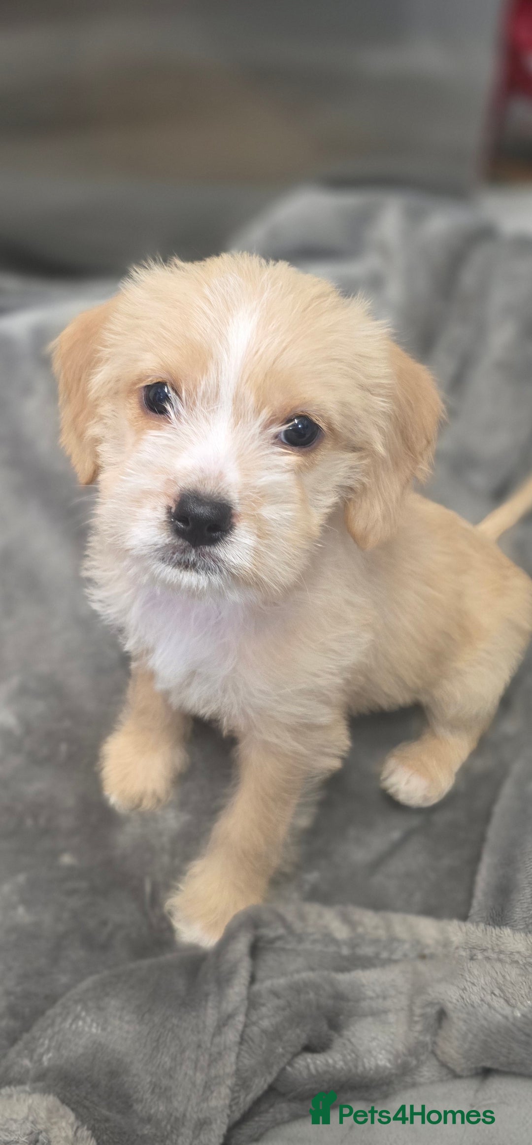 Mixed Breed dogs for sale: Jug puppies - Image 7