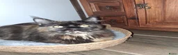 Maine Coon cats for sale: Maine Coon - Advert 2