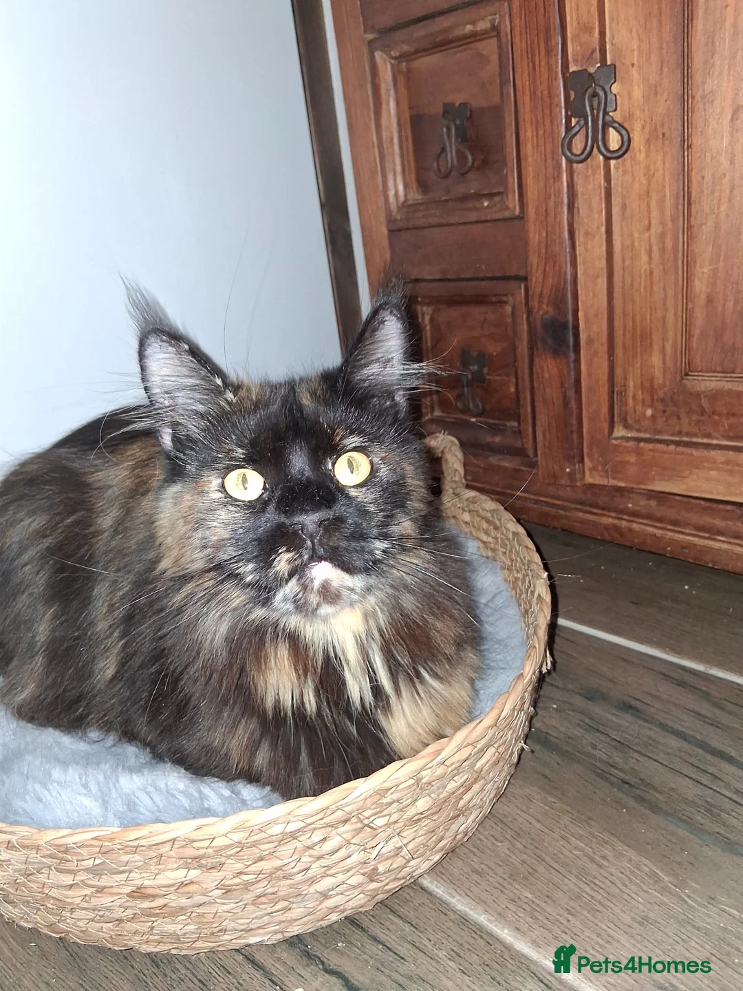 Maine Coon cats for sale: Maine Coon - Advert 2