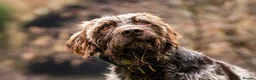 Mixed Breed dogs for sale: STUNNING GWP X LABRADOR PUPPIES - Advert 17