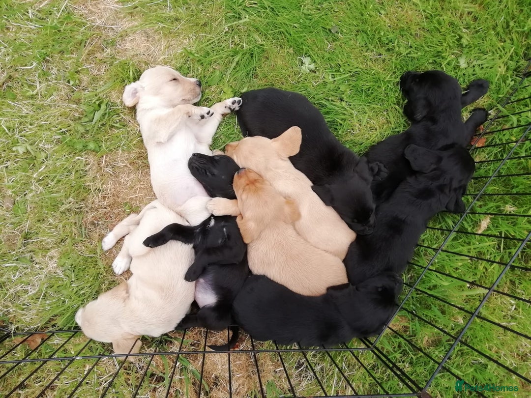 Cockerdor dogs for sale: Gorgeous cockador Puppies - Image 16