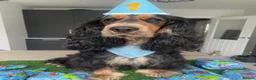 Cocker Spaniel dogs for sale: KC RegShow Type Cocker Spaniel Pups Health Tested - Advert 10