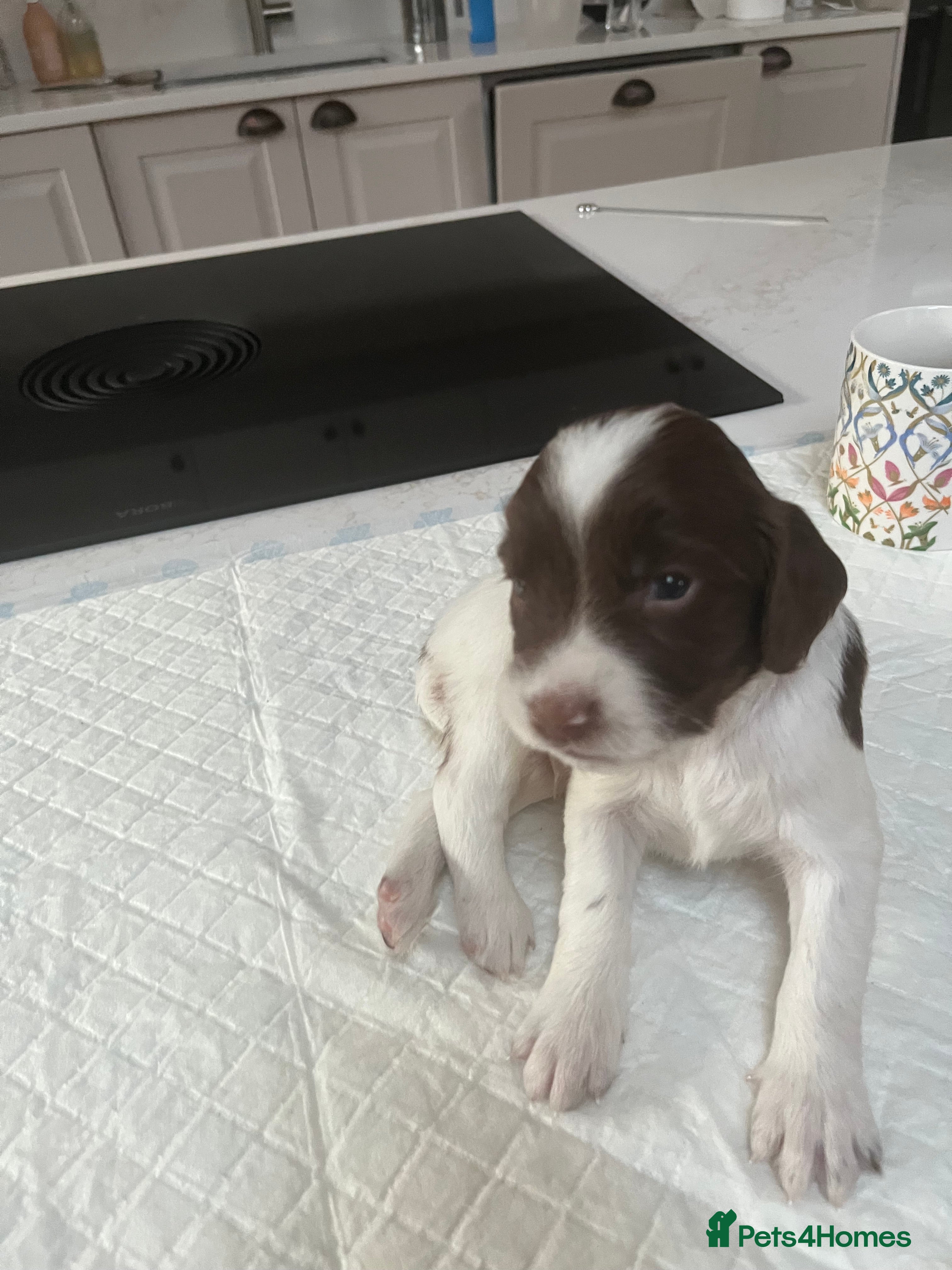 English Springer Spaniel dogs Exceptional English Springer Spaniel - Advert 2