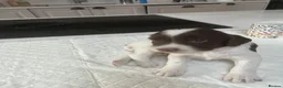 English Springer Spaniel dogs for sale: Exceptional English Springer Spaniel - Advert 21