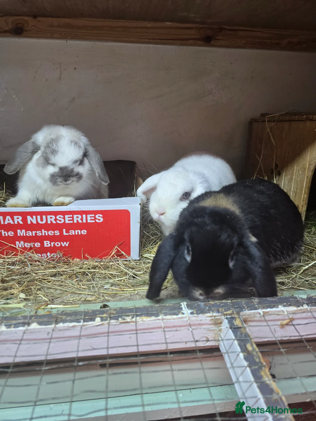 Mini Lop rabbits for sale: 3 sister females mini lops all 8 months old rescue - Advert 3