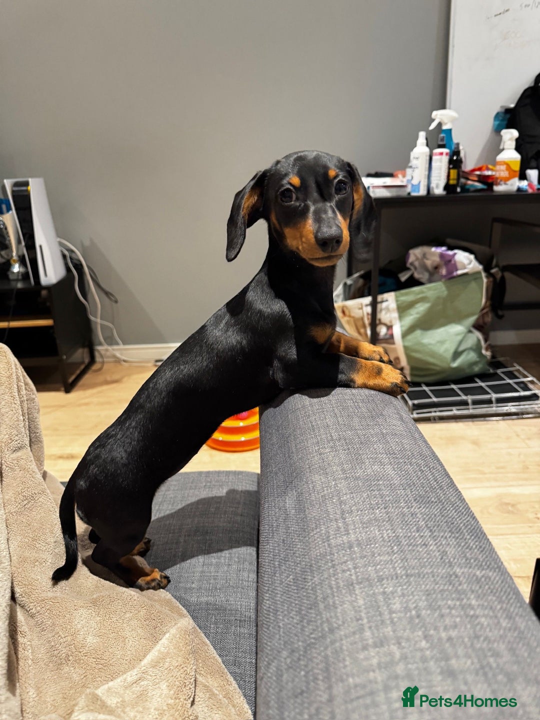 Miniature Dachshund dogs for sale: Miniature daschund dog  - Advert 3