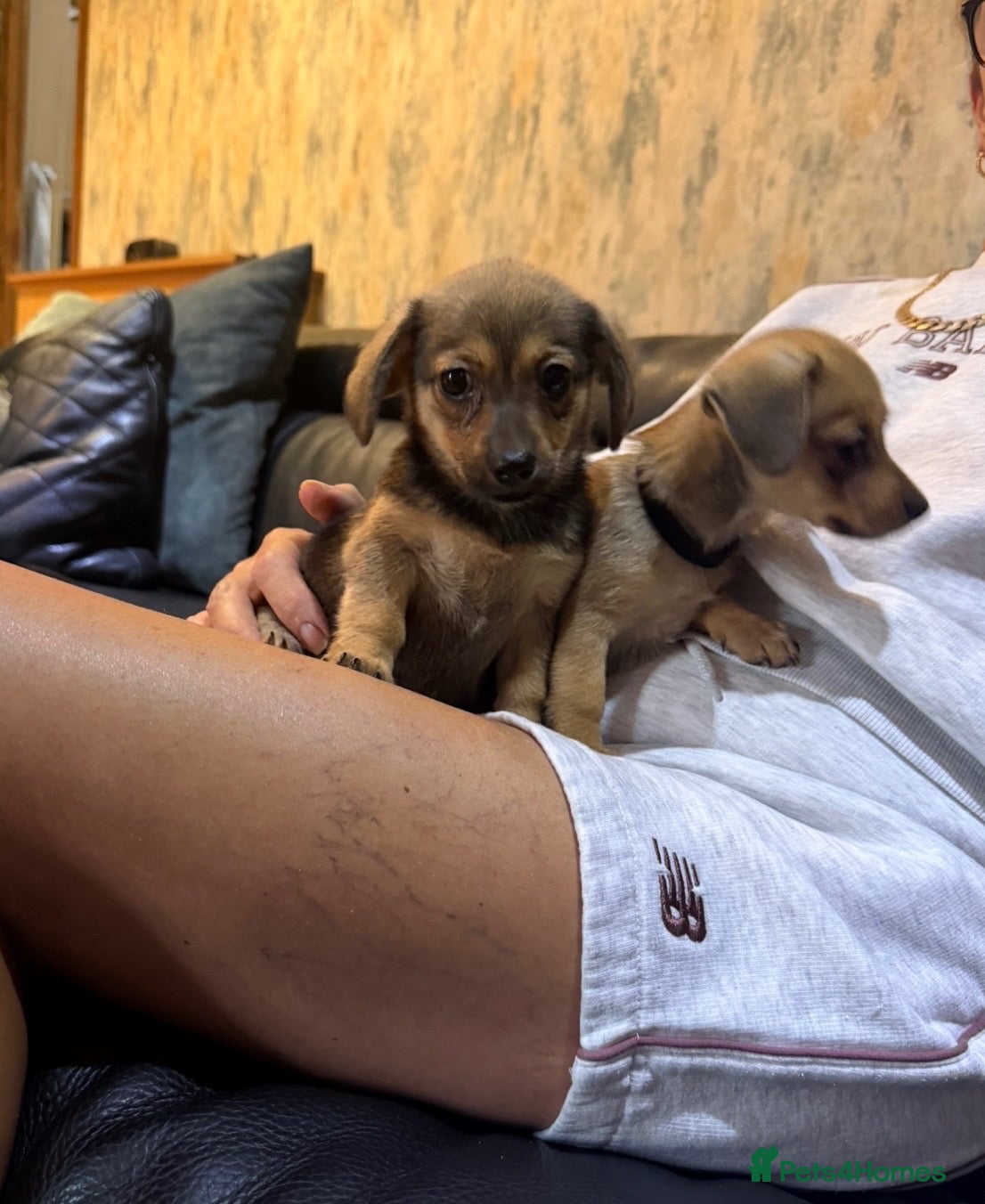 Mixed Breed dogs Dameranian puppies - Advert 1