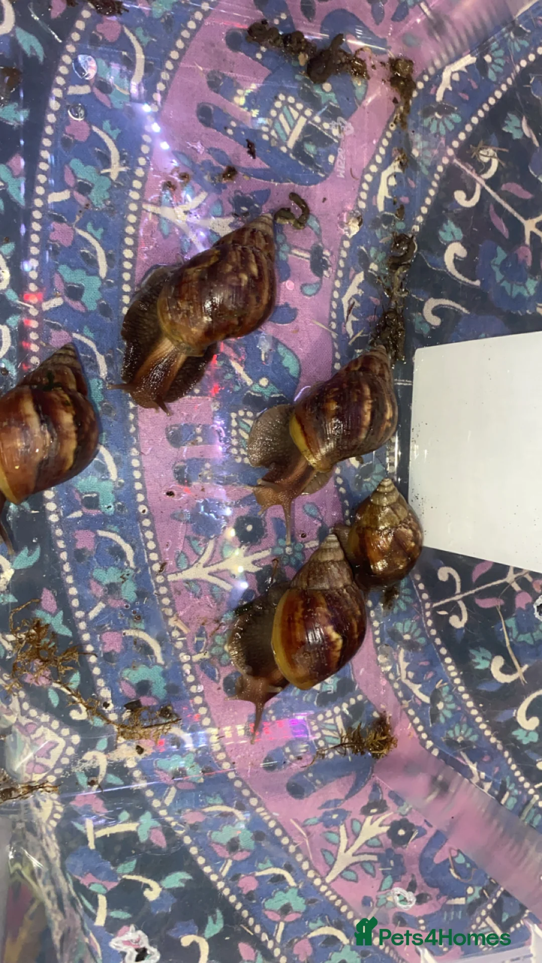 Snails invertebrates for sale: Giant African land snails  - Advert 13