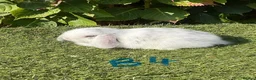 Mini Lop rabbits for sale: Pure bred mini lops . - Advert 8