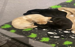 Labrador Retriever dogs for sale: Yellow and Labrador puppiea - Image 5