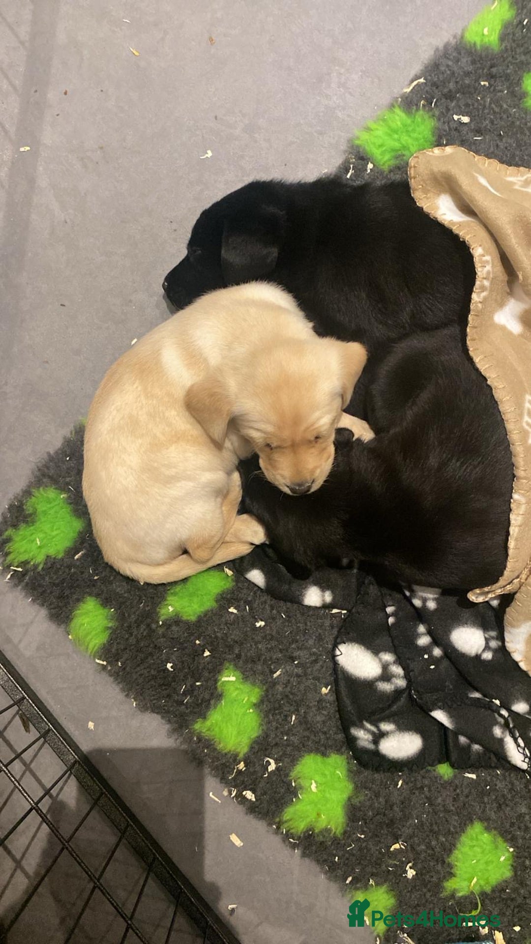 Labrador Retriever dogs for sale: Yellow and Labrador puppiea - Image 5