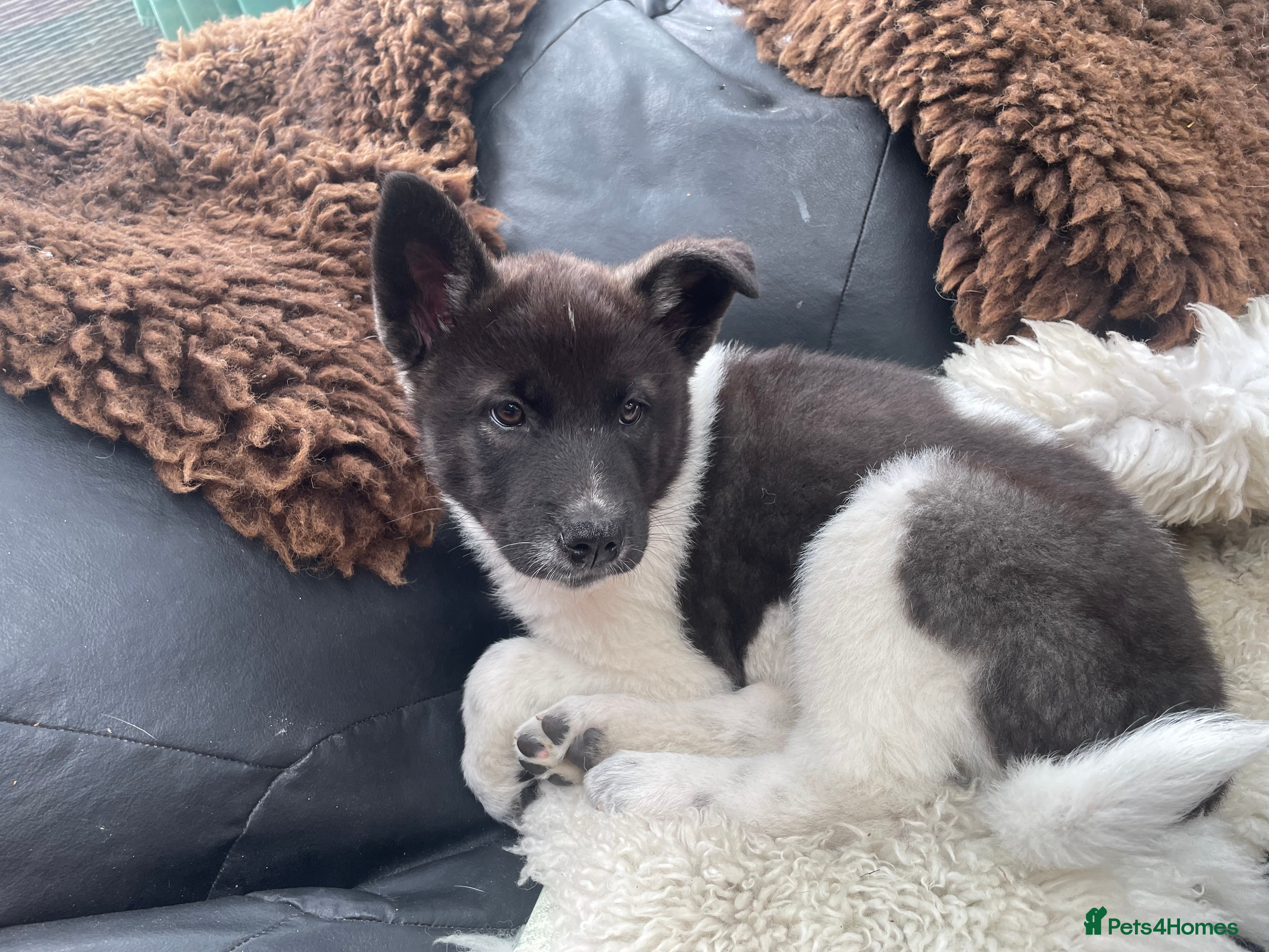Akita dogs Akita Puppies  - Advert 1