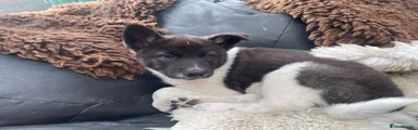 Akita 3