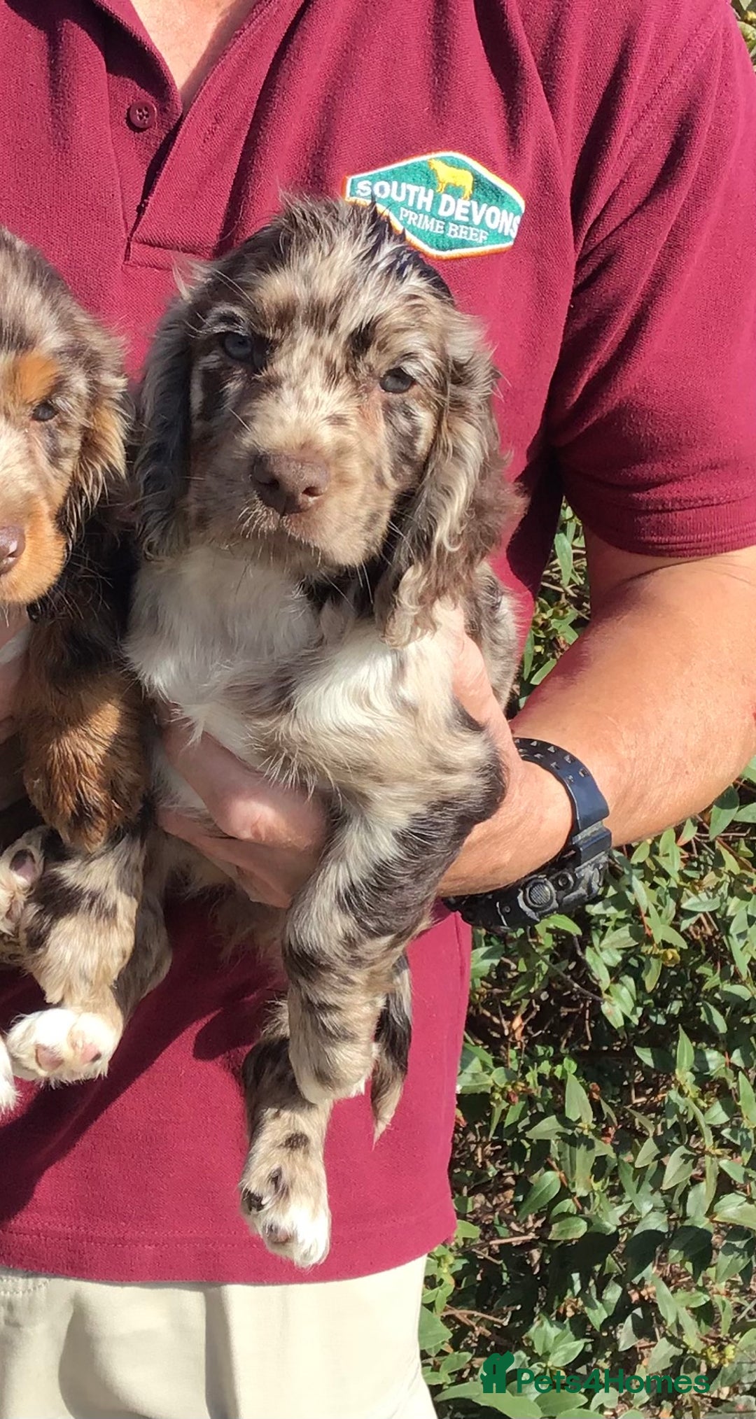 Cocker Spaniel dogs for sale: Whitchurch, Shropshire. Cocker Spaniel Puppies - Image 5