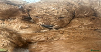 Cockapoo dogs - Advert 1