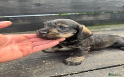 Dachshund dogs for sale: Teckle pups available  - Image 7