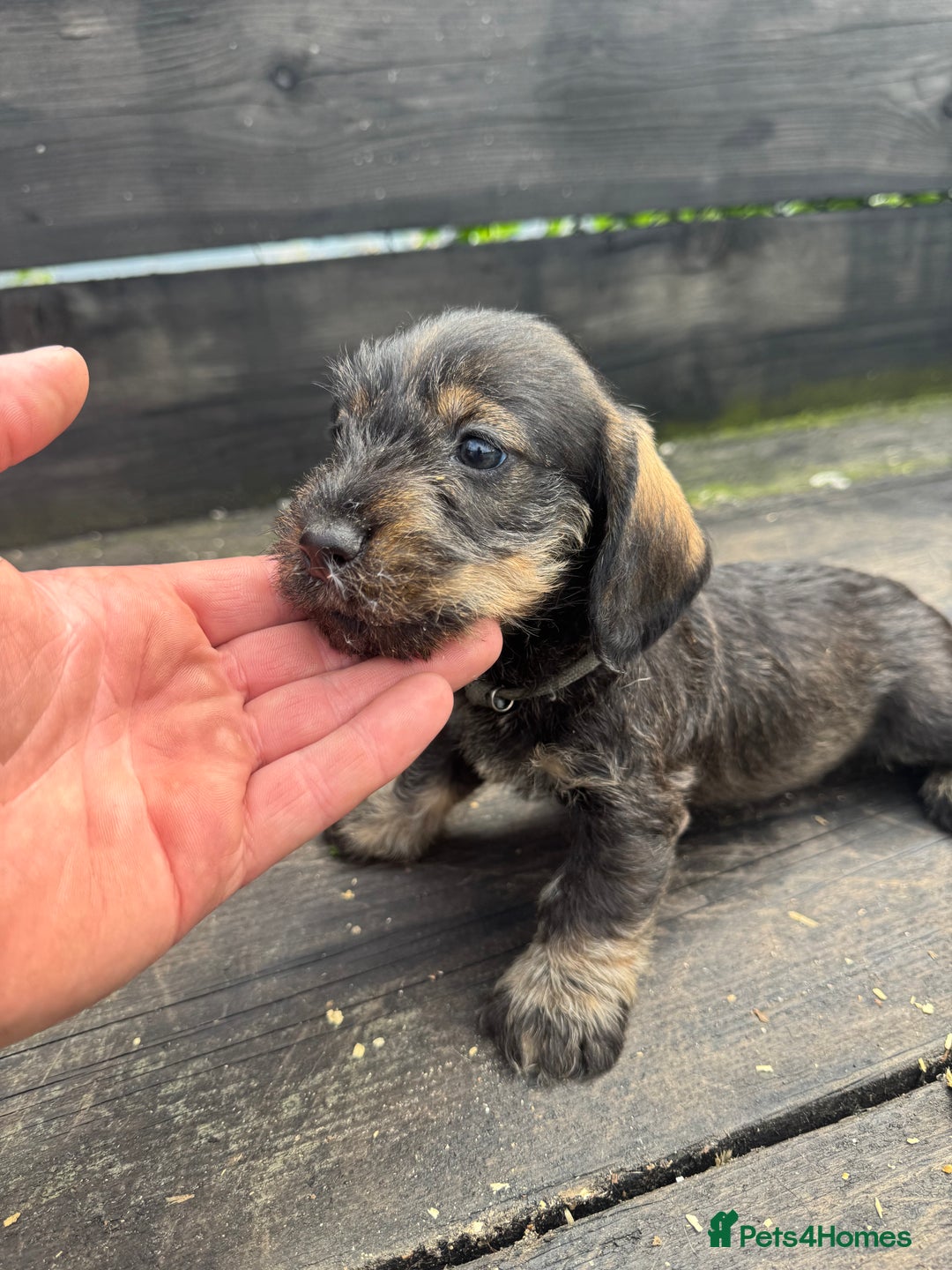 Dachshund dogs for sale: Teckle pups available  - Image 7