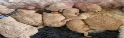 Miniature Poodle dogs for sale: DNA tested KC Miniature Poodles 0% coefficiency  - Advert 5