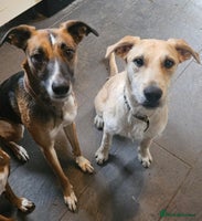 Mixed Breed dogs - Advert 10