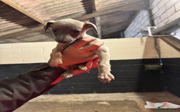 Whippet dogs for sale: Gorgeous litter of whippet puppies - Image 4