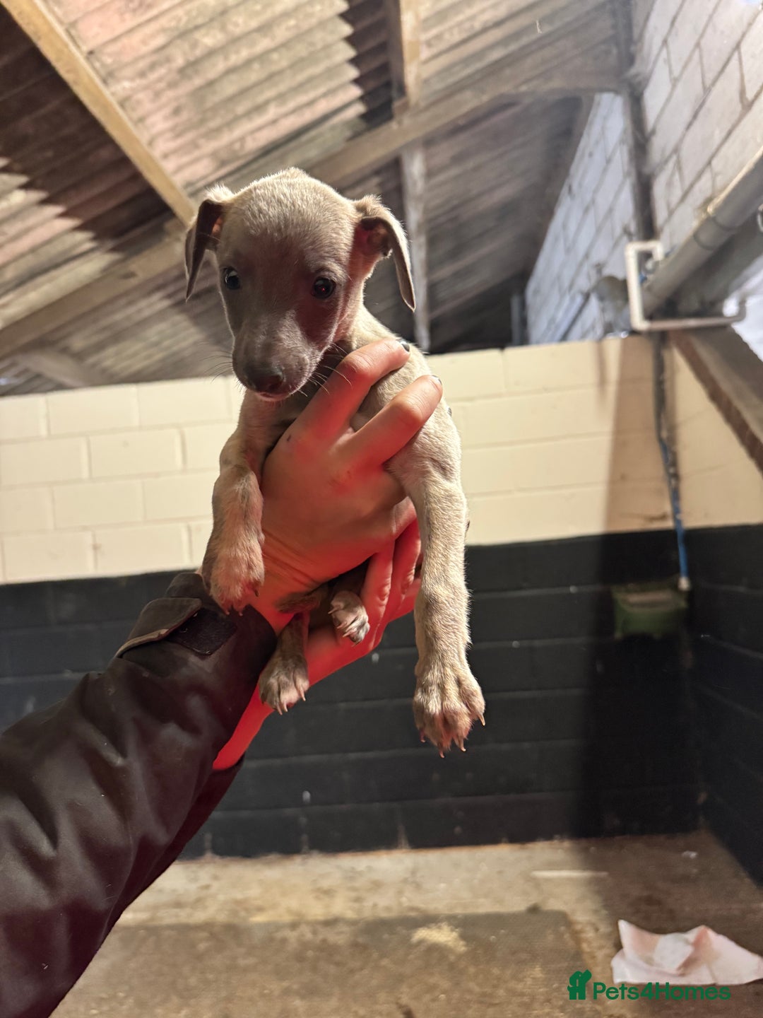 Whippet dogs for sale: Gorgeous litter of whippet puppies - Image 4