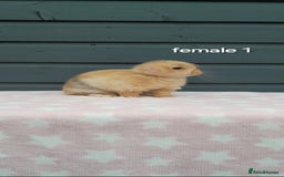 Mini Lop rabbits for sale: Male and female mini lops  - Image 9
