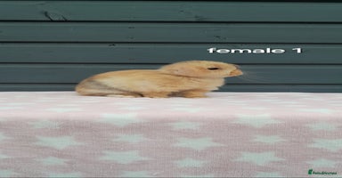 Mini Lop rabbits - Advert 16