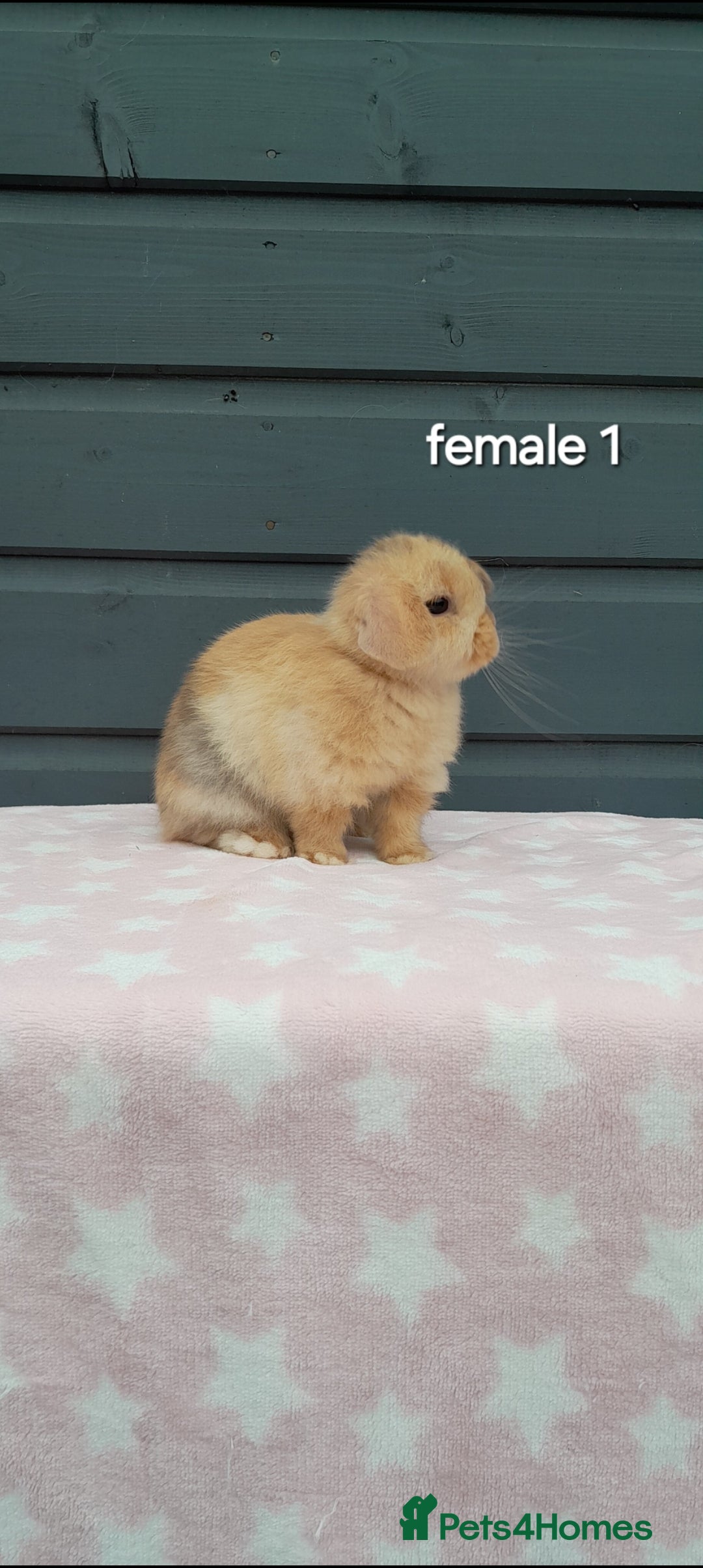 Mini Lop rabbits for sale: Male and female mini lops  - Image 9