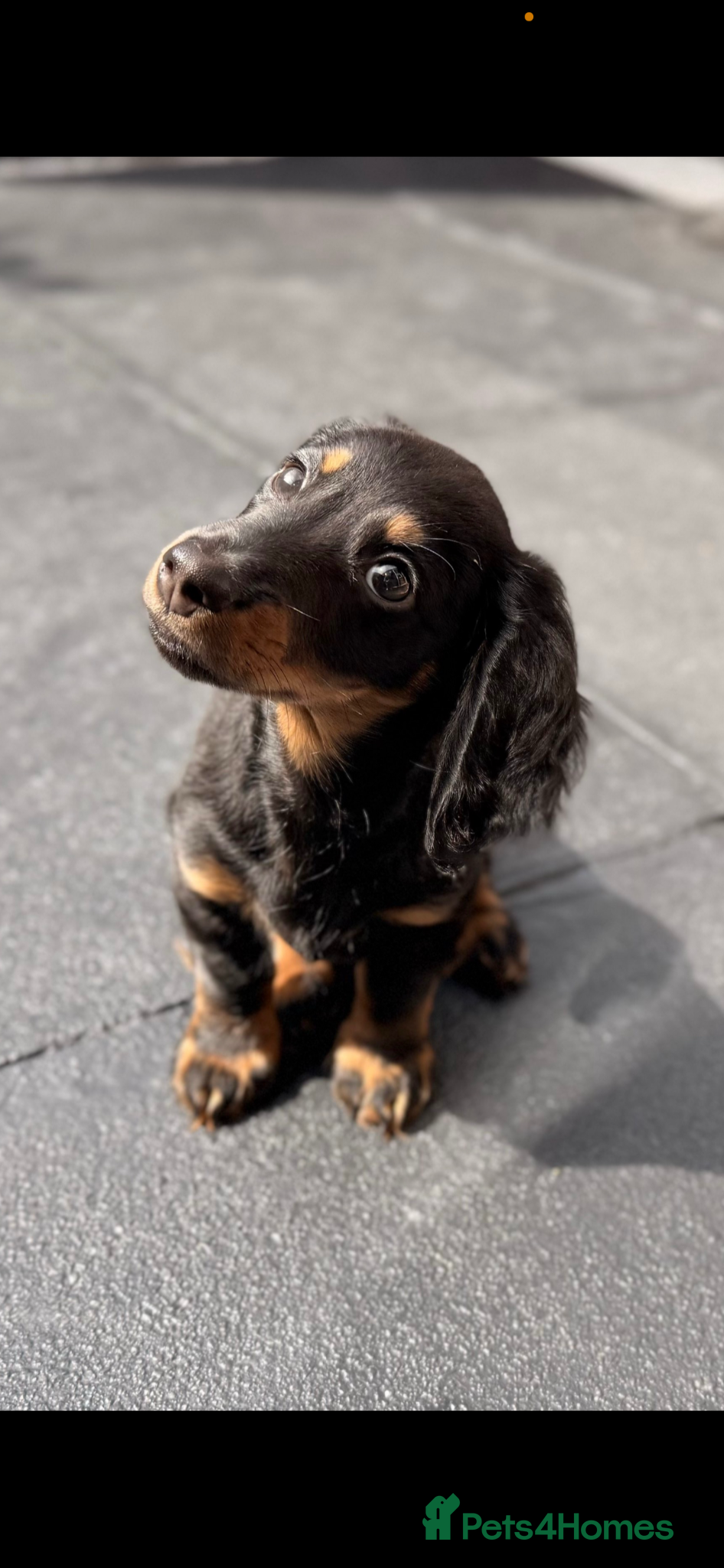 Miniature Dachshund dogs Miniature dachshund for rehoming - Advert 10