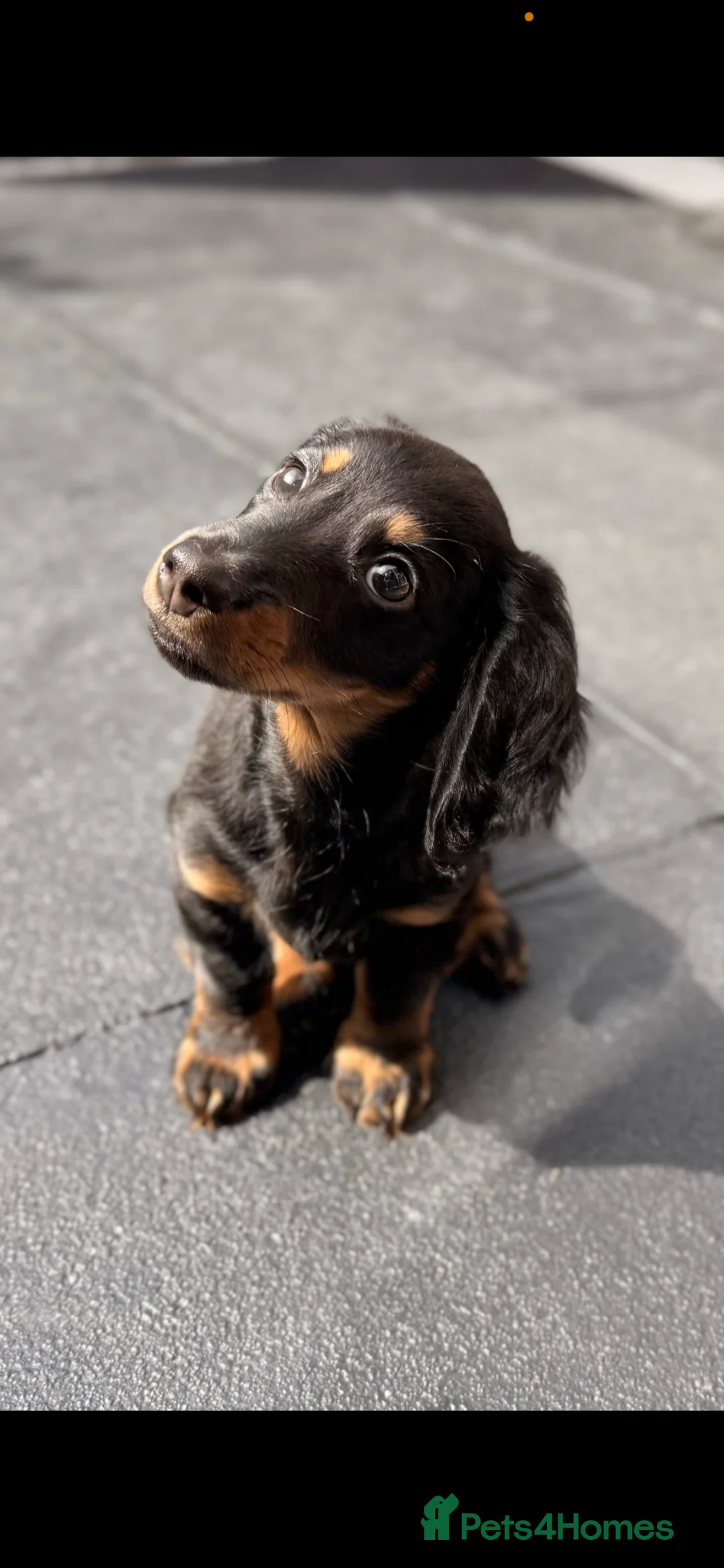 Miniature Dachshund dogs for sale: Miniature dachshund for rehoming - Advert 1
