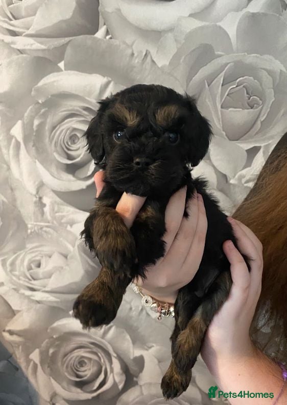 Cavapoo dogs F1 Cavapoo Puppies for sale 2 male 2 female  - Advert 1