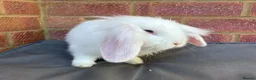Mixed Breed rabbits for sale: Mixed breed Lionhead Lops  in Southampton - Advert 2