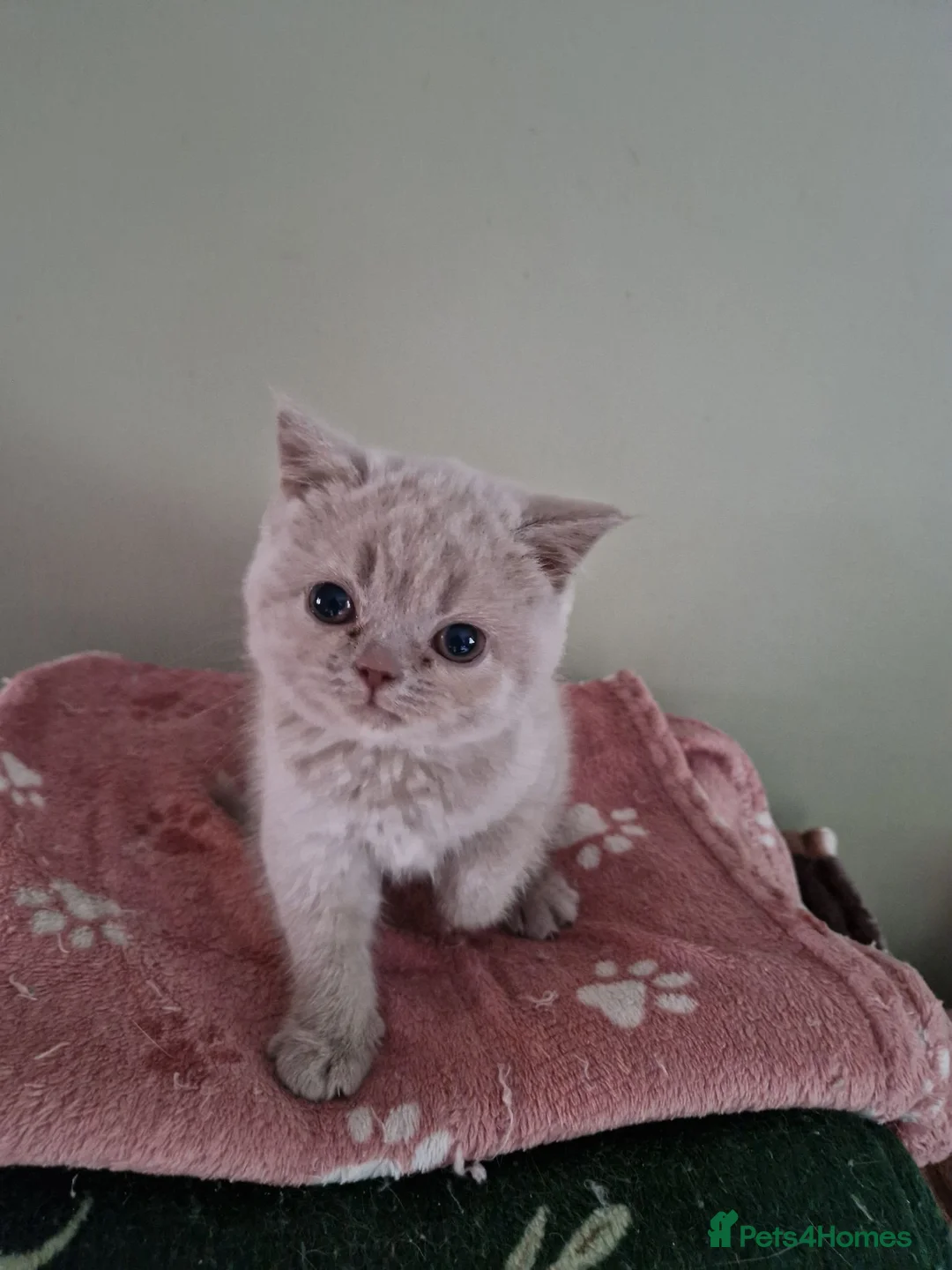 British Shorthair cats for sale: Beutiful British shorthair  - Advert 5