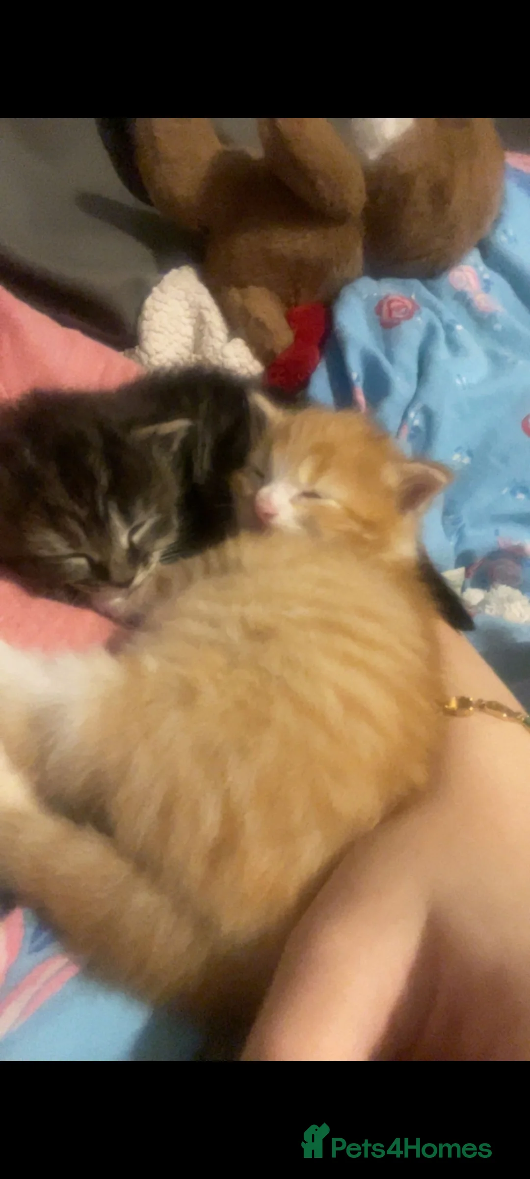 Mixed Breed cats for sale: Ginger kitten - Advert 2