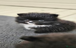 Pomeranian dogs for sale: teacup pomeranian puppies  - Image 4
