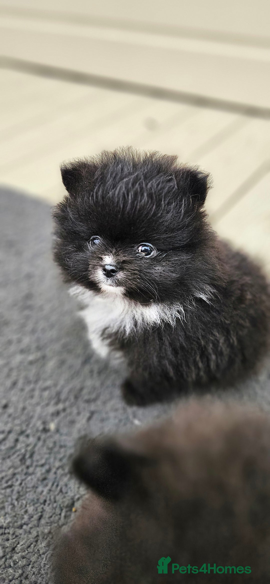 Pomeranian dogs for sale: teacup pomeranian puppies  - Image 4