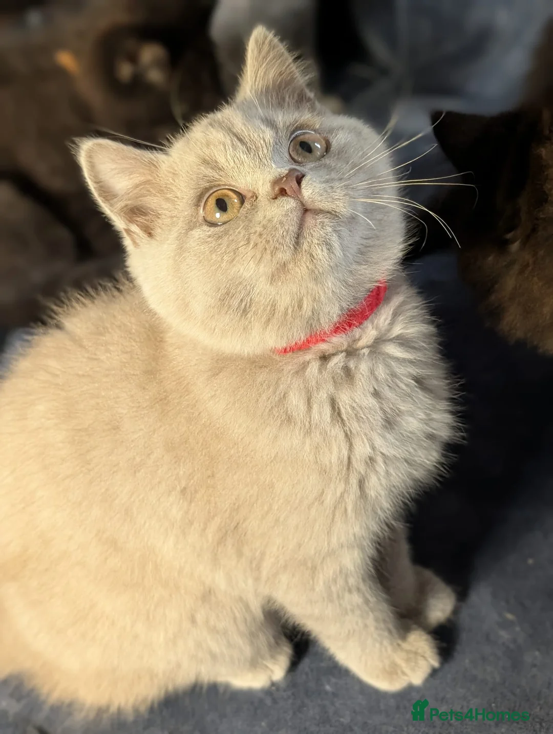 British Shorthair cats for sale: Ready to leave-Beautiful shorthair/longhair in Lutterworth - Advert 19