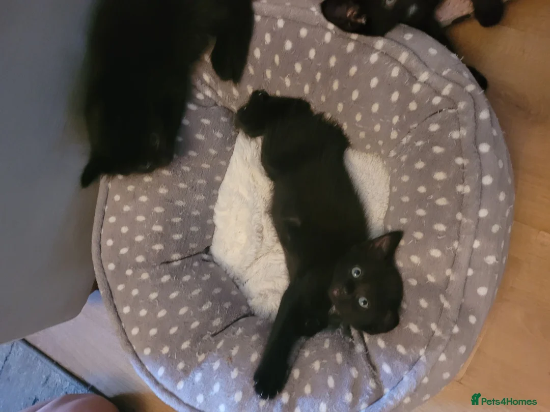 Mixed Breed cats for sale: 2 gorgeous girls left  - Advert 7