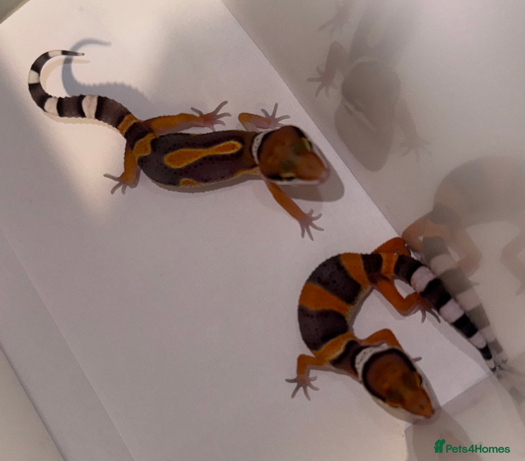 Gecko reptiles for sale: Babies & adults  - Image 12