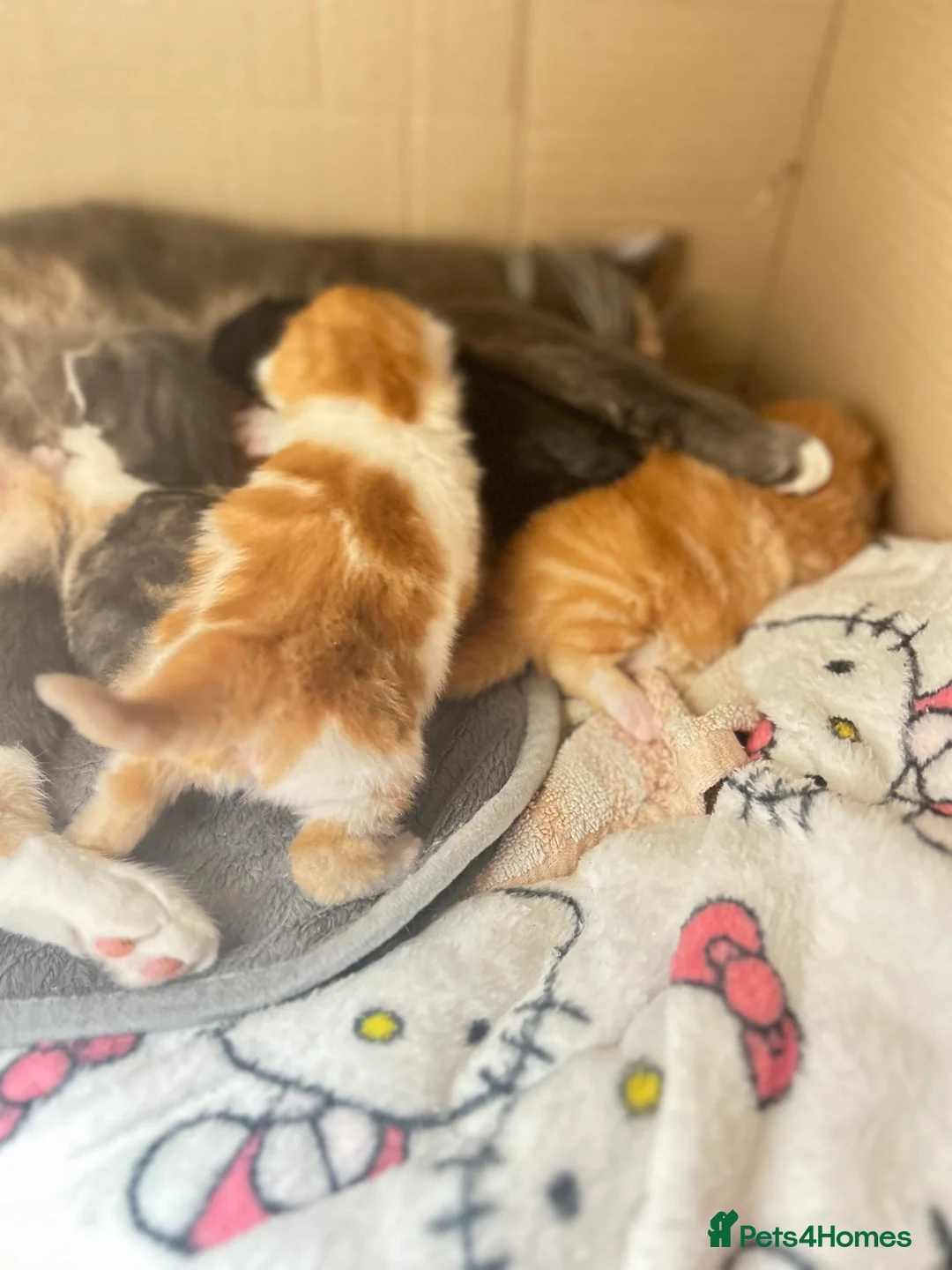 British Shorthair cats for sale: British Shorthair Kittens - Available Now  - Advert 4