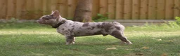 French Bulldog dogs for stud: Isabella Merle french bulldog stud - Advert 2