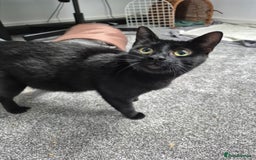 Domestic Shorthair cats for sale: Hi, I'm Jet!  - Image 3