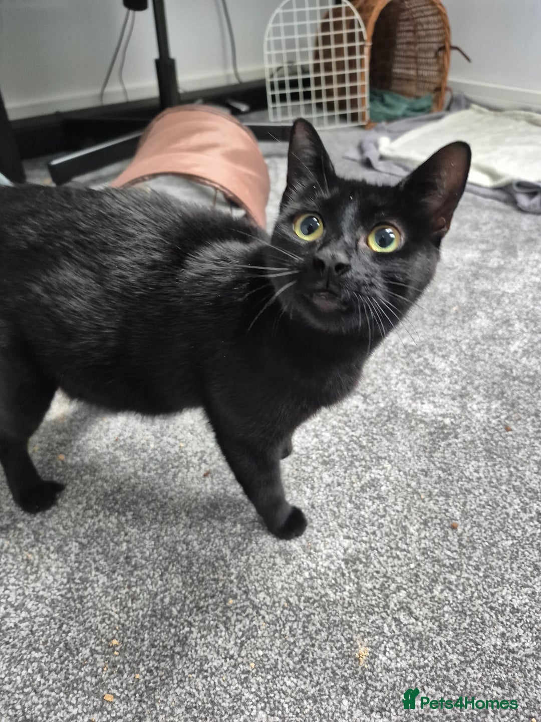 Domestic Shorthair cats for sale: Hi, I'm Jet!  - Image 3
