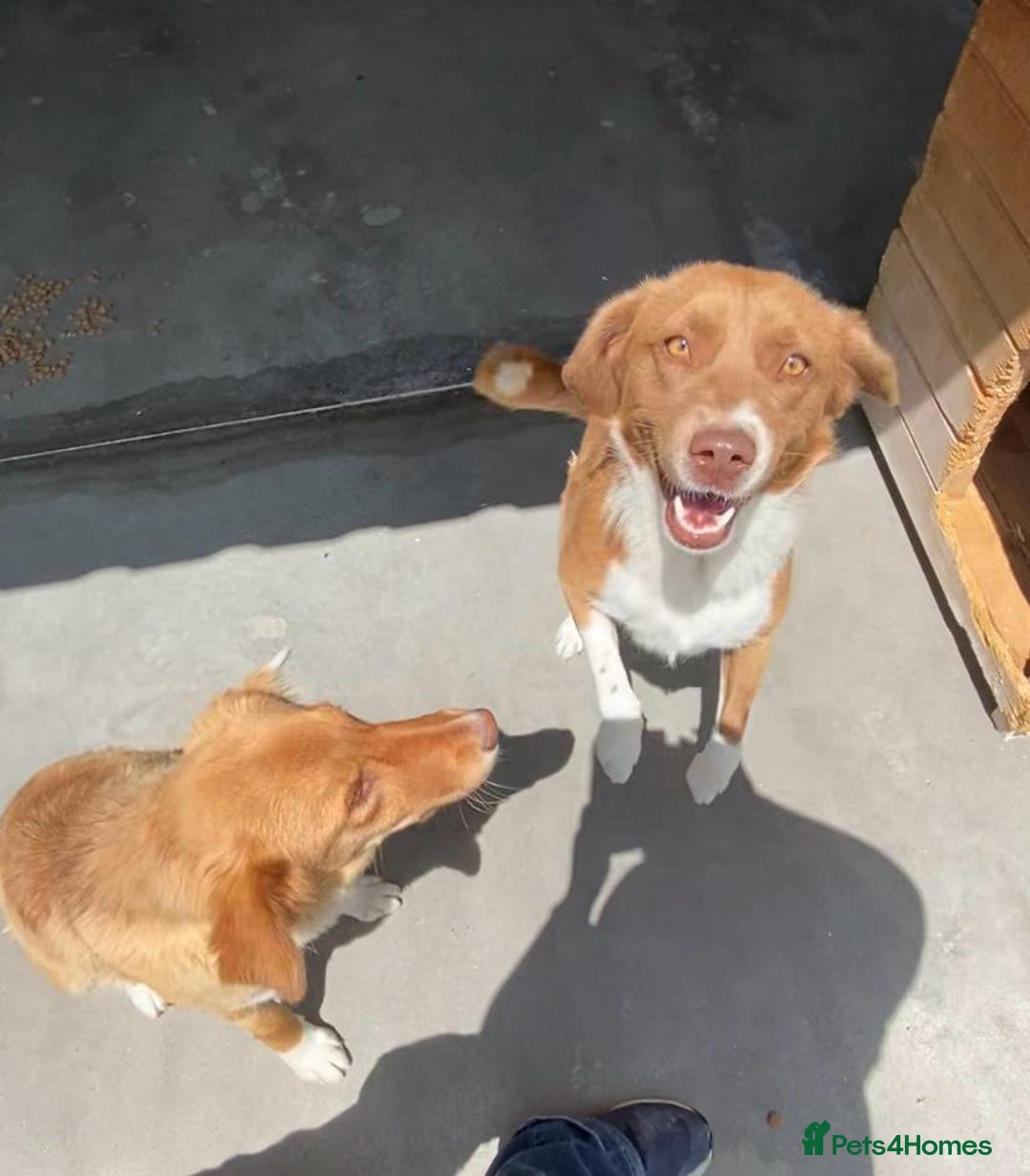 Mixed Breed dogs for adoption: Brambling, 1.5 yrs old. Available for adoption. in Brixham - Image 3