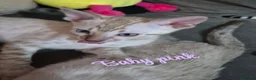 Bengal cats for sale: Female snow bengal kitten in Hamilton - Advert 4