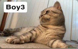 British Shorthair cats for sale: Beautiful British short haired males  - Image 10