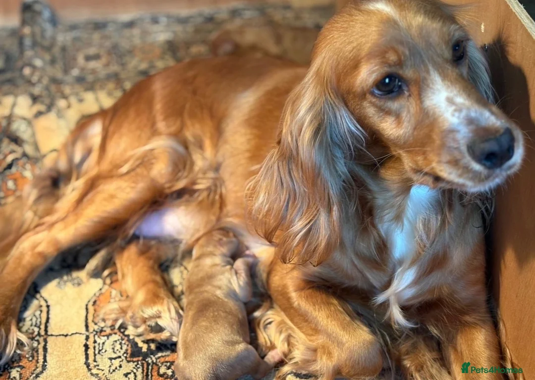 Cockapoo dogs for sale: 6 beautiful cockapoos  - Advert 1