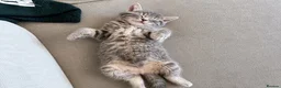 Bengal cats for sale: Twin Girl Bengal × Nebelung Kittens Ready Now in Brentford - Advert 5