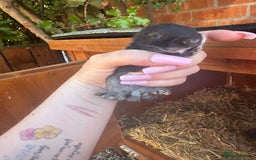 Netherland Dwarf rabbits for sale: Netherland dewarfs, ready to leave in 6 weeks  - Image 11