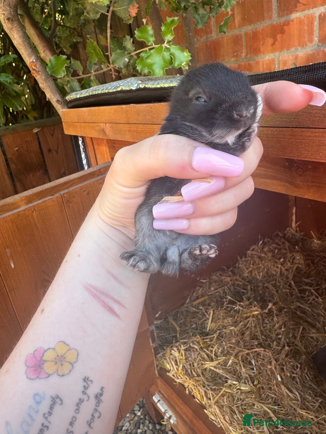 Netherland Dwarf rabbits for sale: Netherland dewarfs, ready to leave in 6 weeks  - Image 11
